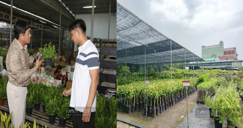 Đồng Nai: “Vua” cây kiểng ở đất Long Khánh, mỗi tháng thu 1 – 1,2 tỷ đồng
